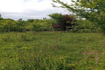 Фото №4: Земельный участок 8 сот. - Козет, 