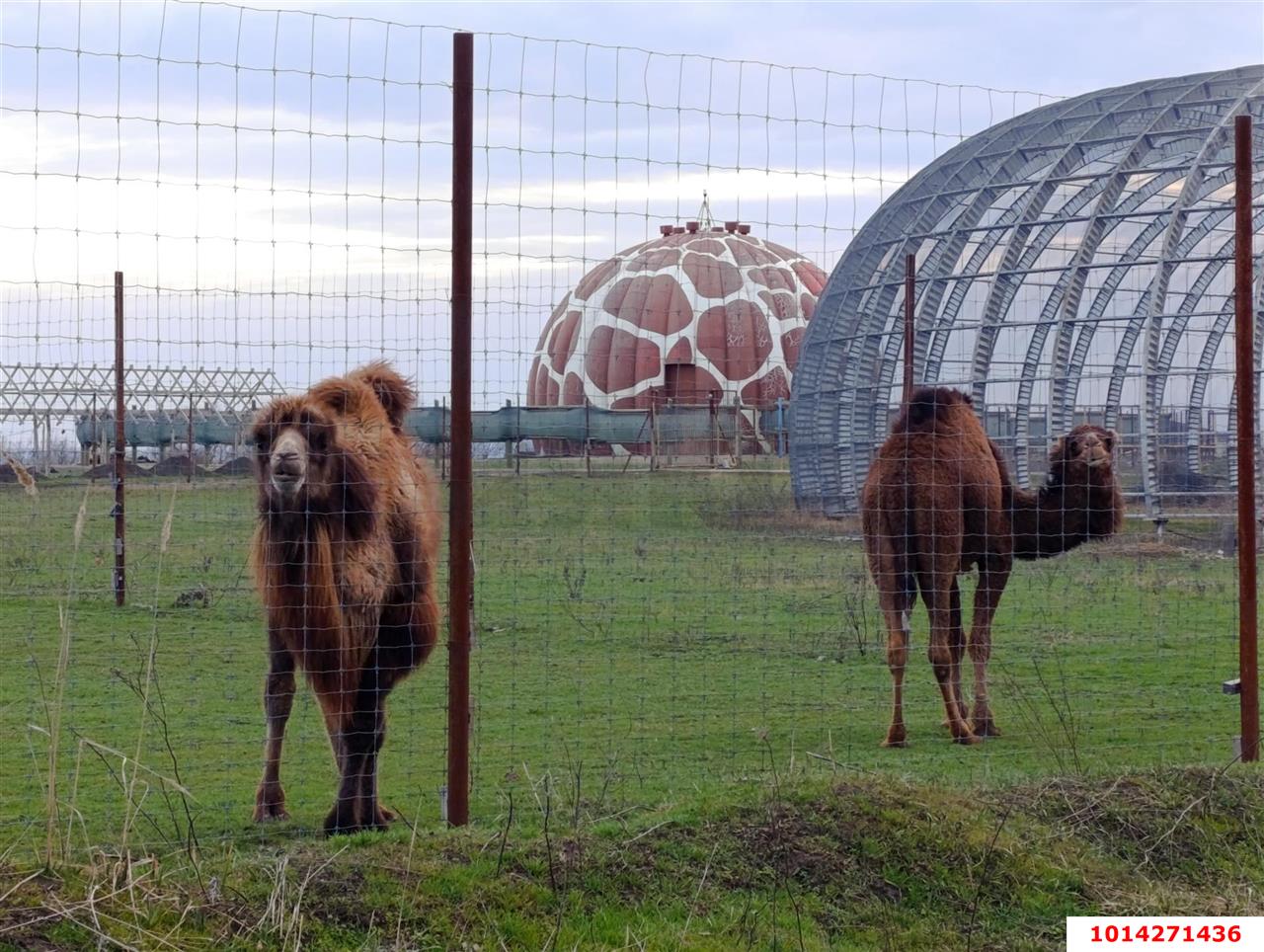 Фото №14: Коммерческая земля 10 сот. - садово- Адыгея, 461