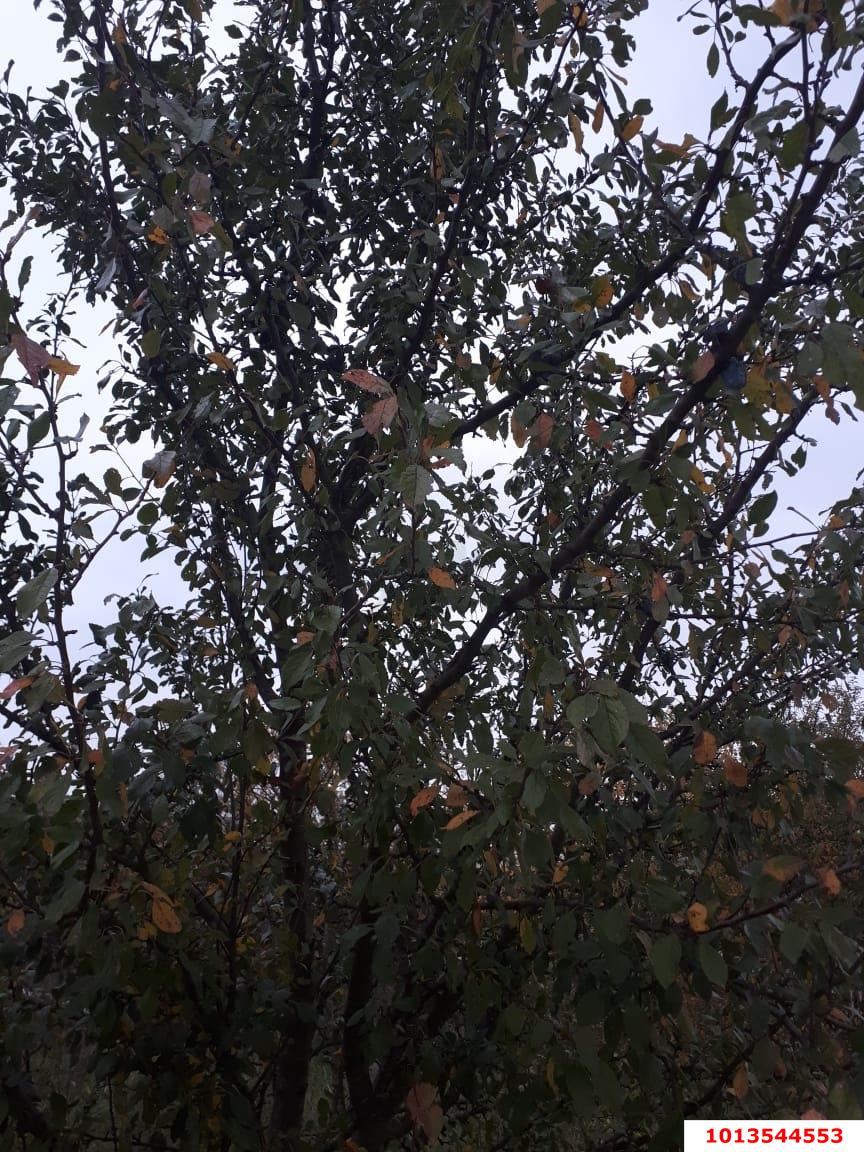 Фото №1: Личное подсобное хозяйство - Липники, р. Адлерский, ул. Липецкая, 14