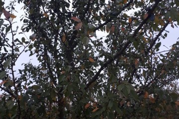 Фото №1: Участок садоводство 5.5 сот. - Липники, р. Адлерский, ул. Липецкая, 14