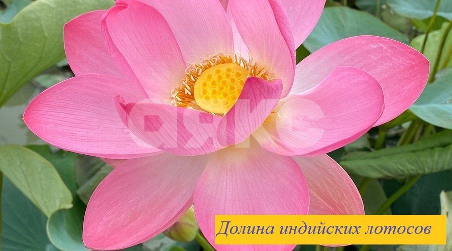 Фото №14: Земельный участок под ИЖС 6.25 сот. - Голубицкая, ул. Сиреневая
