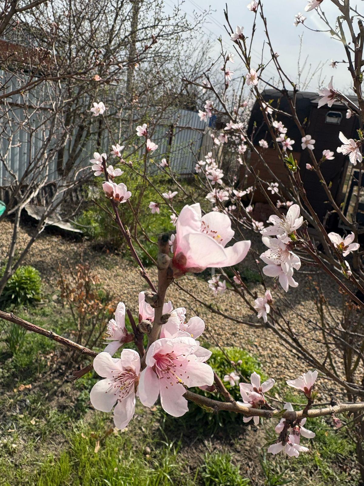 Фото №16: Дом 62 м² + 6 сот. - НСТ Весна, мкр. Прикубанский внутригородской округ, ул. Сиреневая, 30