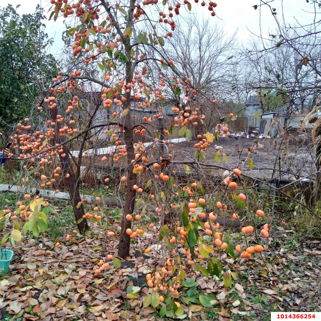 Фото №3: Участок садоводство 6 сот. - Елизаветинская, Росинка, ул. Малиновая, 170