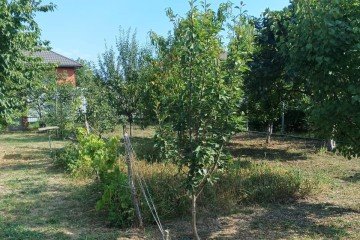 Фото №3: Участок садоводство 10 сот. - Елизаветинская, ст Связист-2, ул. Абрикосовая