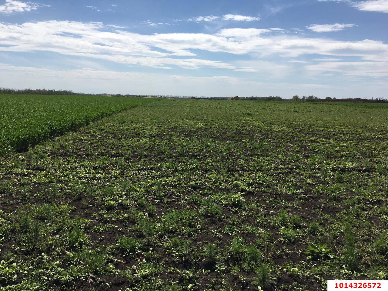 Фото №2: Участок садоводство 200 сот. - Ленина, Карасунский внутригородской округ, 4