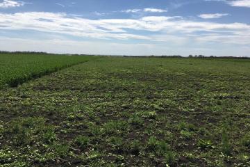 Фото №2: Земельный участок 200 сот. - Ленина, мкр. Карасунский внутригородской округ, 4