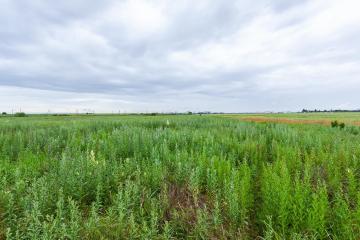 Фото №3: Земельный участок 200 сот. - Ленина, мкр. Карасунский внутригородской округ, 4