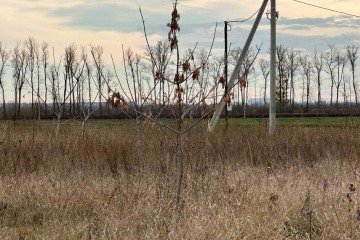 Фото №3: Земельный участок под ИЖС 8 сот. - Новый, мкр. Прикубанский внутригородской округ, ул. Соколиная, 9