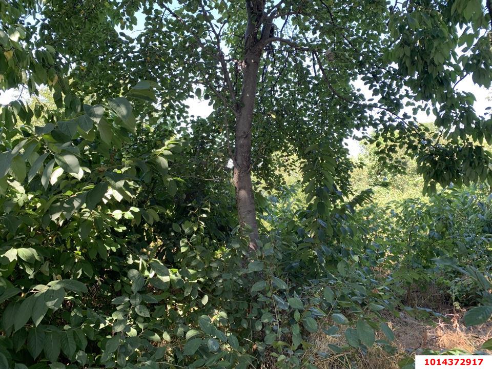 Фото №6: Участок садоводство 6.2 сот. - ТЭЦ, мкр. Прикубанский внутригородской округ, ул. Грушевая, 69