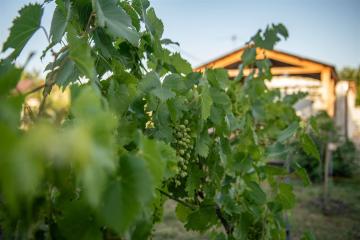 Фото №2: Земельный участок 8 сот. - Октябрьский, ст Луч, ул. Вишнёвая, 129