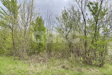 Фото №3: Земельный участок под ИЖС - Саратовская, ул. Рябиновая
