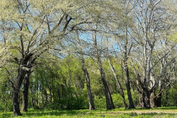 Фото №5: Земельный участок под ИЖС 6 сот. - Калужская, ул. Солнечная, 4