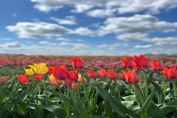 Фото №5: Земельный участок 6.33 сот. - Старомышастовская, ул. Выгонная, 41А