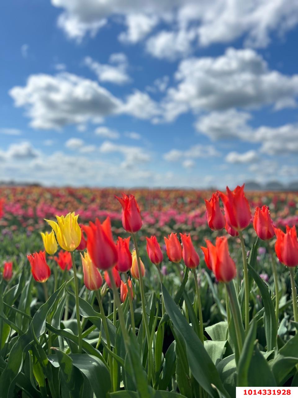 Фото №5: Земельный участок под ИЖС - Старомышастовская, ул. Выгонная, 41А