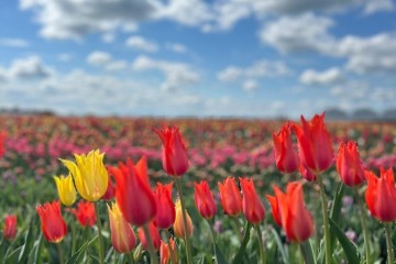 Фото №5: Земельный участок под ИЖС 6.33 сот. - Старомышастовская, ул. Выгонная, 41А