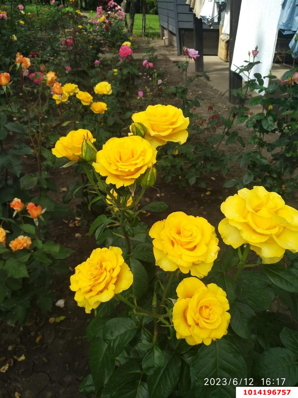 Фото №6: Дом 62 м² + 16 сот. - Красносельское, ул. Садовая, 74