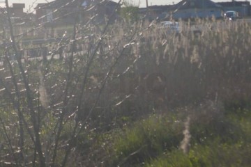 Фото №4: Участок садоводство 10.14 сот. - Энем, мкр. СДТ Приозёрное, ул. Вишнёвая, 27