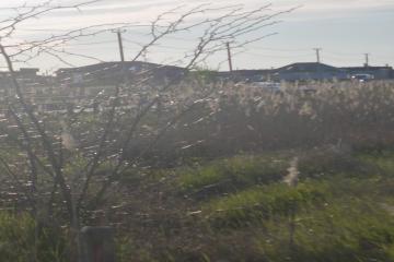 Фото №4: Земельный участок 10.14 сот. - Энем, мкр. СДТ Приозёрное, ул. Вишнёвая, 27