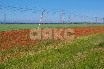 Фото №3: Личное подсобное хозяйство - Волна Революции, ул. Набережная