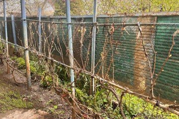 Фото №4: Участок садоводство 4.11 сот. - Виктория, мкр. Карасунский внутригородской округ, ул. Персиковая, 297