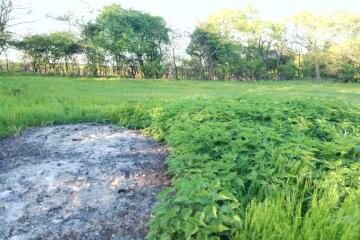 Фото №5: Земельный участок 10 сот. - Южный, мкр. Олимпийский, ул. Алмазная, 14