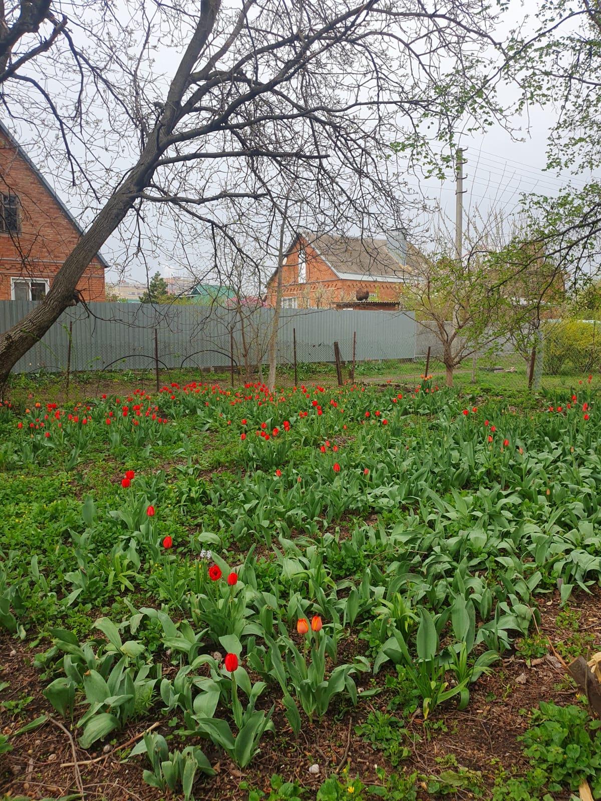 Фото №5: Дом 52 м² + 6.65 сот. - Краснодар, Прикубанский внутригородской округ, Завод Радиоизмерительных Приборов, п. Калинино, ул. 1 Мая, 451