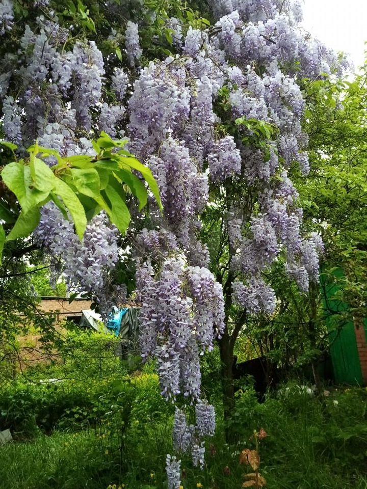 Фото №6: Дом 35 м² + 4 сот. - Шоссейное, мкр. Прикубанский внутригородской округ, ул. Вишнёвая, 3