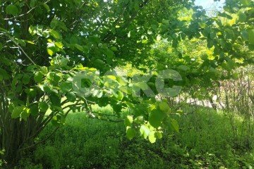 Фото №3: Личное подсобное хозяйство - Советская, ул. Дзержинского