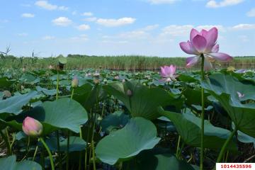 Фото №2: Личное подсобное хозяйство - СНТ Кубаночка-Белозёрный, мкр. Прикубанский внутригородской округ, ул. Зелёная, 366