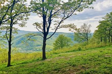 Фото №5: Земельный участок 8 сот. - ДНП Предгорье, ул. Центральная, 281