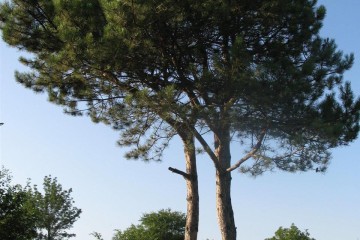 Фото №2: Земельный участок под ИЖС 6.85 сот. - Джубга, мкр. Ореховая Роща, ул. Персиковая, 11