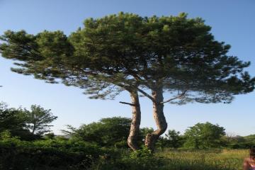 Фото №2: Земельный участок 6.85 сот. - Джубга, мкр. Ореховая Роща, ул. Персиковая, 11