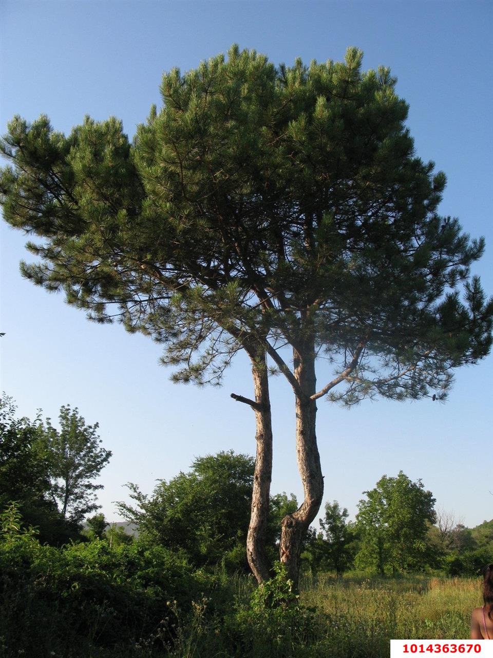 Фото №2: Земельный участок под ИЖС 6.82 сот. - Джубга, Ореховая Роща, ул. Персиковая, 13