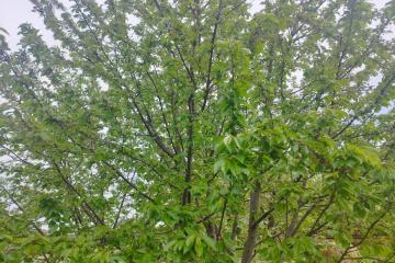 Фото №3: Земельный участок 5.32 сот. - садово- Прогресс, 27