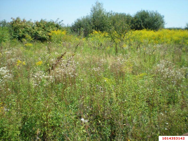 Фото №2: Земельный участок 40 сот. - Бончковский, ул. Центральная, 2