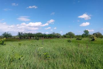 Фото №4: Земельный участок 40 сот. - Бончковский, ул. Центральная, 2