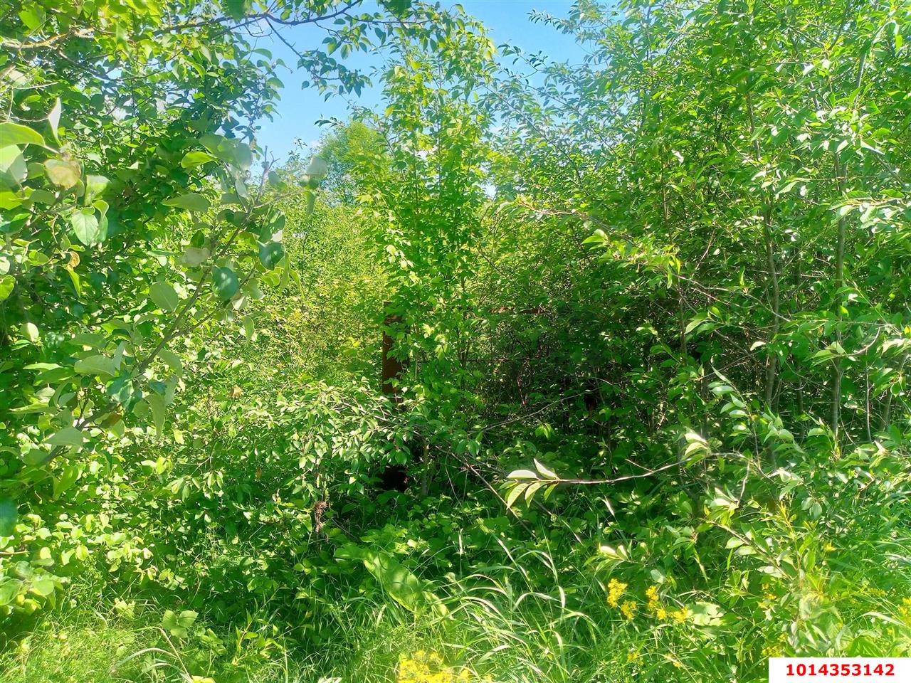 Фото №6: Земельный участок 40 сот. - Бончковский, ул. Центральная, 2