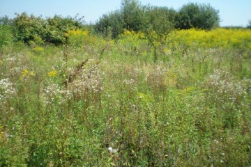 Фото №2: Земельный участок под ИЖС 40 сот. - Бончковский, ул. Центральная, 2