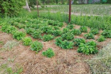 Фото №1: Личное подсобное хозяйство - Краснодар, мкр. Прикубанский внутригородской округ, 