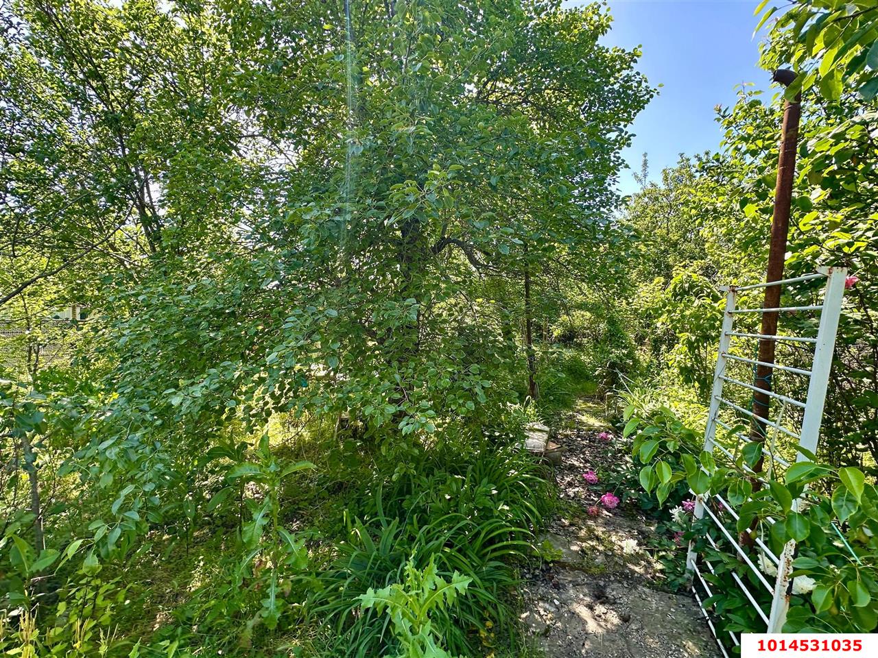 Фото №3: Личное подсобное хозяйство - Сад Кубани, мкр. Прикубанский внутригородской округ, ул. Парковая, 65