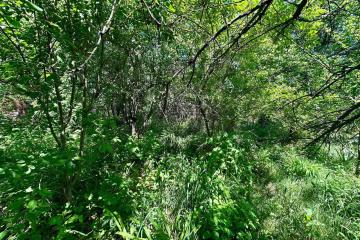 Фото №2: Личное подсобное хозяйство - Сад Кубани, мкр. Прикубанский внутригородской округ, ул. Парковая, 65