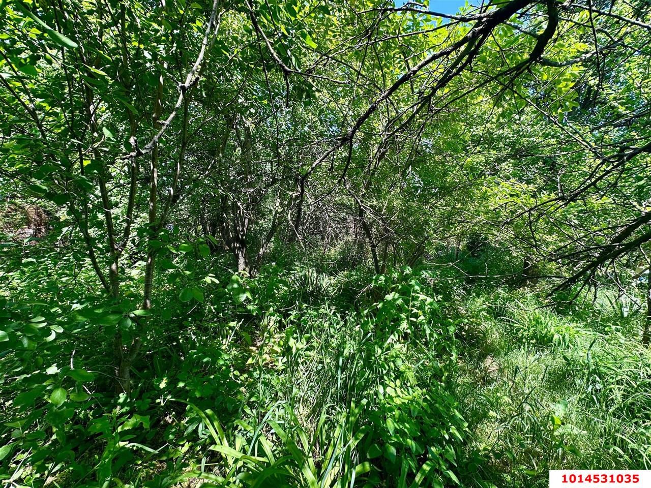 Фото №2: Личное подсобное хозяйство - Сад Кубани, мкр. Прикубанский внутригородской округ, ул. Парковая, 65