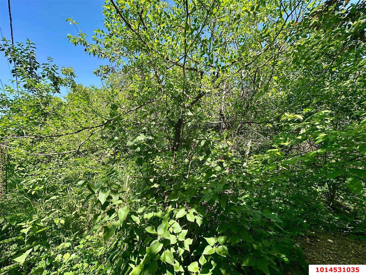 Фото №13: Личное подсобное хозяйство - Сад Кубани, мкр. Прикубанский внутригородской округ, ул. Парковая, 65