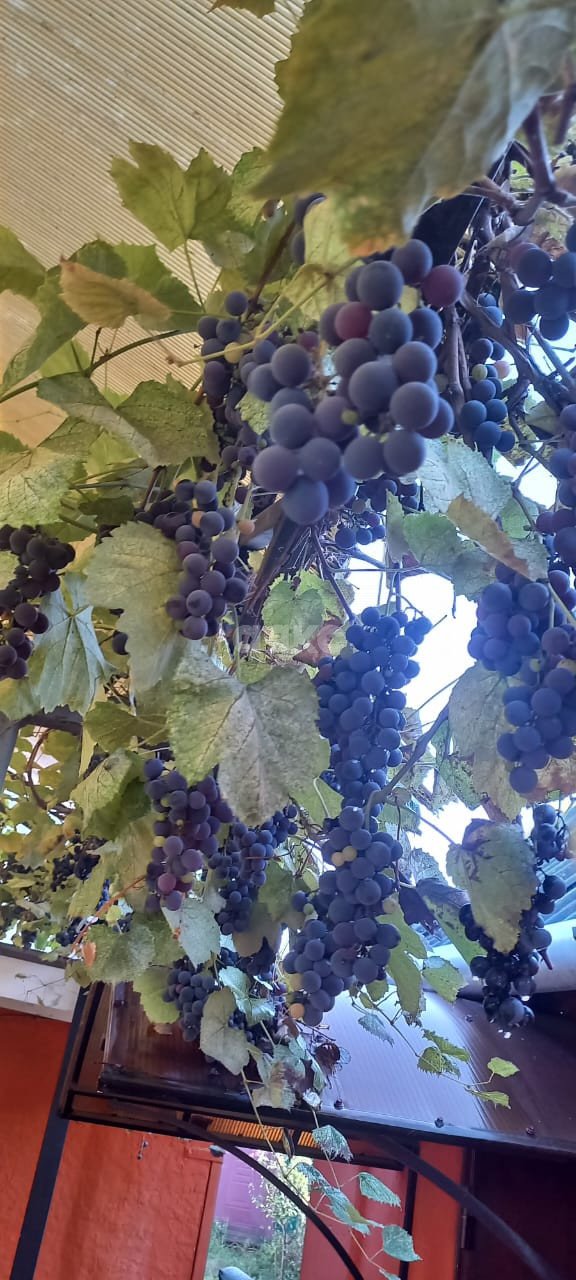 Фото №40: Дом 40 м² + 5 сот. - Саратовская, ул. Сарьяна