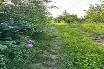 Фото №3: Земельный участок 10.76 сот. - Энем, мкр. СДТ Приозёрное, ул. Садовая, 109