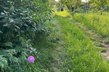 Фото №3: Участок садоводство 10.76 сот. - Энем, мкр. СДТ Приозёрное, ул. Садовая, 109