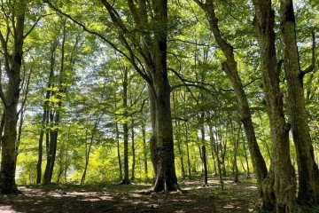 Фото №5: Участок садоводство 6.08 сот. - Виктория, мкр. Прикубанский внутригородской округ, 