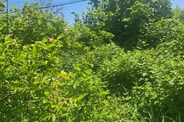 Фото №2: Участок садоводство 6 сот. - Елизаветинская, ст Мечта, ул. Геологов, 91