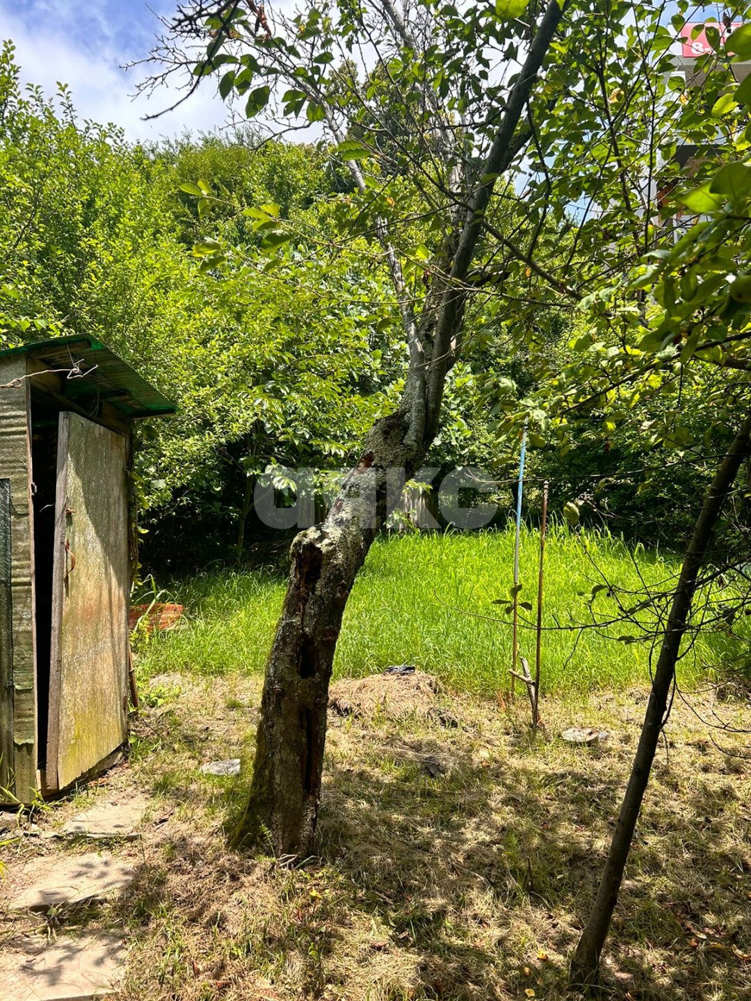 Фото №13: Личное подсобное хозяйство 6 сот. - Сочи, Хоста, 