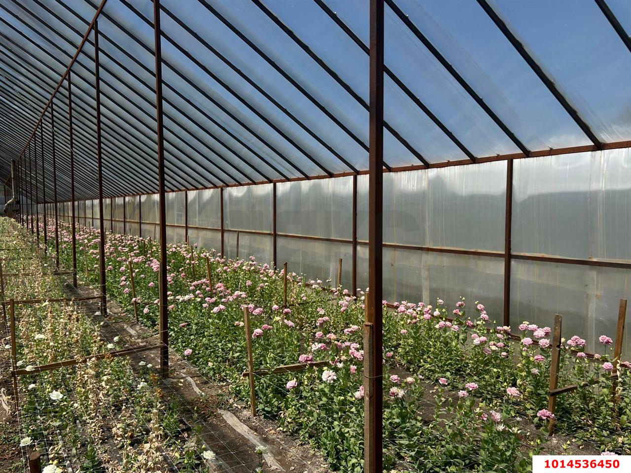 Фото №4: Дом 61 м² + 24.5 сот. - Нововеличковская, ул. Пролетарская, 23